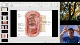 Histology of the Digestive system part 1 [upl. by Anar]