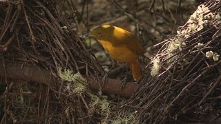 Golden Bowerbird Clip 22 HD VIDEO Australian Bird Media [upl. by Ramad499]