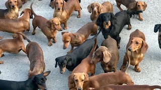 Funny mini wiener dogs Try Not to laugh videos compilation 2021  funny Mini Dachshund dogs videos [upl. by Ahrens]