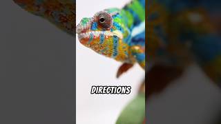 The Panther Chameleon  A Colorful Creature 😍 [upl. by Alisun]