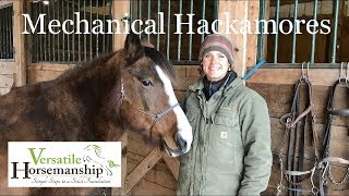 Mechanical Hackamores  Versatile Horsemanship [upl. by Norma]