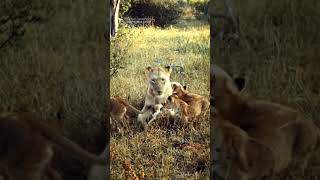 The Seven Lion Cubs Of The Kambula Pride Meet Their Father [upl. by Claudine]