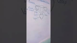 Female Reproductive System  Diagram class10 [upl. by Alyel]