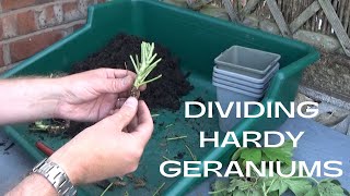 Dividing Hardy Geraniums  How to Divide Hardy Geranium  Hardy Geranium Division amp Propagation [upl. by Melania929]