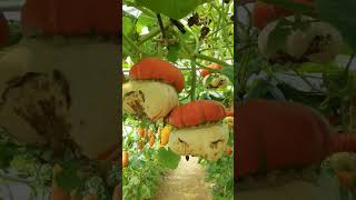 Apa kalian pernah melihatnya Turks turban pumpkin pumpkin fruit beautiful nature cute [upl. by Artenek]