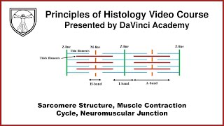 Sarcomere Structure Muscle Contraction Cycle Neuromuscular Junction Muscle Histology Part 2 of 4 [upl. by Adlai526]