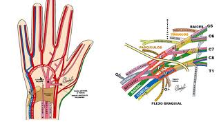 PALMA DE MANO VASOS Y NERVIOS I [upl. by Baptiste]