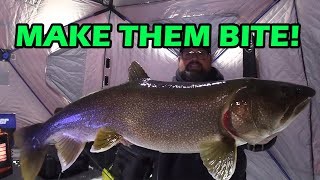 BIG BIG Lake Trout  Ice Fishing [upl. by Mcknight517]