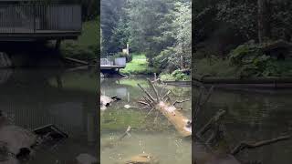 Wild amp Erlebnispark ￼Ferleiten shortvideoviral duck ￼ [upl. by Nosmirc]