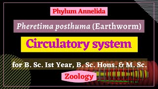 Pheretima posthuma  Circulatory system  Zoology [upl. by Simaj457]