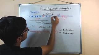 Lecture 8  Control of Gene Expression  Part 2 [upl. by Katzir]