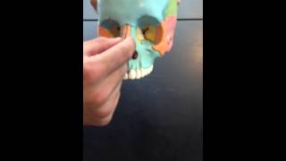 Lacrimal Bones Nasal Bones Vomer amp Inferior Nasal Conchae [upl. by Eeb]