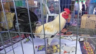 World Gamefowl Expo RRZN KANAWAYON [upl. by Vinaya603]