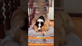 A Day in the life of our Pitbull Dog and its Puppies 🐶  dailyvlog dog [upl. by Assetniuq789]