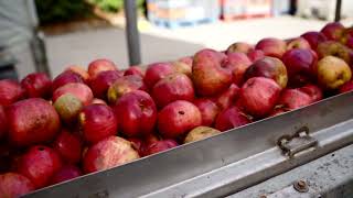 Cider Making Process [upl. by Esyle]