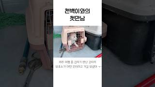 제주 여행 중 1100고지 눈밭에서 만난 강아지shorts 쇼츠 쇼츠비디오 쇼츠리즘 jindodog cute pet [upl. by Enidualc]