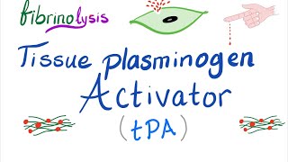 Tissue Plasminogen Activator tPA [upl. by Yale]