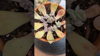 Succulent Leaf Propagation Update 🪴 succulents propagatesuculentas [upl. by Erodroeht]