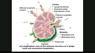 012 The Lymphatic System [upl. by Carmelo]