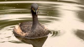 Australasian Grebe Tachybaptus novaehollandiae ♂  Australischer Zwergtaucher [upl. by Milstone]