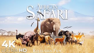 African Safari Animals 4K  Wildlife Relaxation Film  Relaxing Music  Video 4K Ultra HD [upl. by Enahsal]