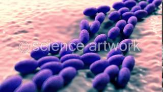 Acetobacter bacteria stock videos by science artwork [upl. by Eesak]