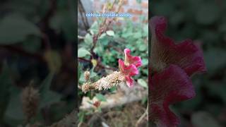 celosia cristata seeds flower seeds collectingcelosiacristataseeds gardeningplantingtrending [upl. by Eilsel253]