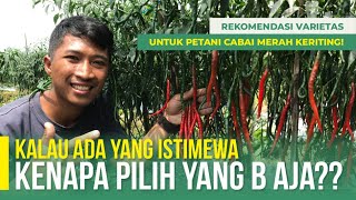 CABAI MERAH KERITING TERBARU  WAJIB DICOBA [upl. by Adikram589]