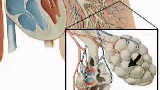 The Respiratory System  Its Structure amp Function  A Level Biology [upl. by Salocin]