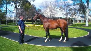 New Purchase  CHURCHILL x ARAUCARIA  Mailbag Bloodstock [upl. by Shantha]