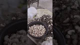 How Cashew Nuts Are Grown [upl. by Sirdi852]