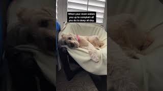 Moms Annoying Because… 🐶 TheJessiiShow TheManniiShowcomseries [upl. by Nelra]