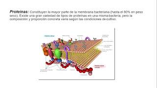 MEMBRANA CITOPLASMÁTICA DE BACTERIAS [upl. by Caldeira556]