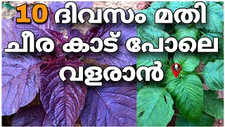 10 ദിവസം കൊണ്ട് വിളവെടുക്കാം  Cheera krishi in malayalam grow bag  Spinach krishi  How to grow [upl. by Setsero777]