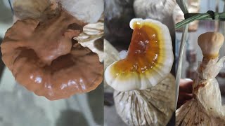 Ganoderma fruiting update part02 [upl. by Anital17]