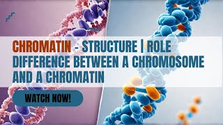 Chromatin – Structure  Role  Difference between a Chromosome and a Chromatin [upl. by Benge]