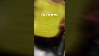 My pet yonta [upl. by Yreneh]