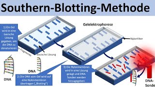 Southern Blotting  SouthernBlotMethode Biologie Genetik Oberstufe [upl. by Anyala498]