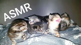 Meowing kittens ASMR [upl. by Ryon986]