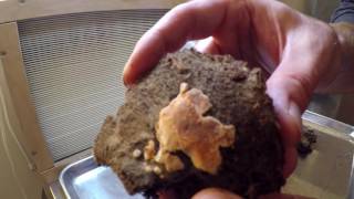 A close look at black morel mushroom sclerotia [upl. by Ajile]