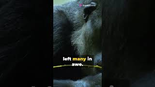 Koko’s Last Words A Gorilla’s Farewell and the Mystery of Animal Afterlife [upl. by Kotta]