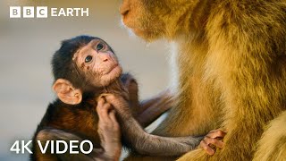 Two Hours of Amazing Animal Moments  4K UHD  BBC Earth [upl. by Haye]