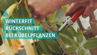 Garten Kübelpflanzen vor dem Winter zurückschneiden  BAUEN amp WOHNEN [upl. by Derraj]