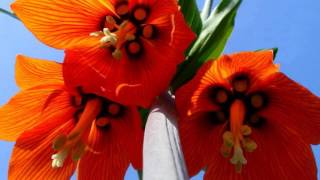 FRITILLARIA IMPERIALIS RUBRA [upl. by Lenora]