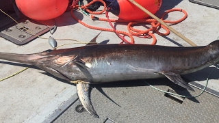 Harpooning Giant Sword Fish In Atlantic Ocean [upl. by Paulina]