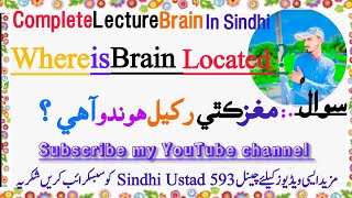 Where is the Brain located brain and structure of braindefinition English to Sindhi factsbrain [upl. by Geoff]