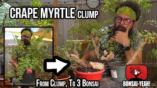 Creating 3 Bonsai from a Clump Of Crape Myrtles  BonsaiYEAH [upl. by Llerral]