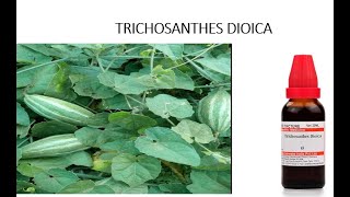 TRICHOSANTHES DIOICA पेट की बीमारियों की अचूक दवा [upl. by Olen]