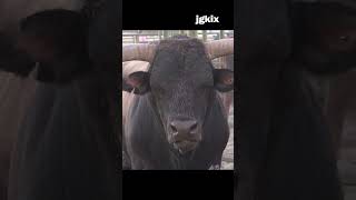 All Bull animal bull hesperia rodeo jgkix [upl. by Nilak573]