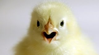 Little chick  Original video by Mindia [upl. by Assilana]